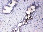 Anti-ATF6 Picoband Antibody